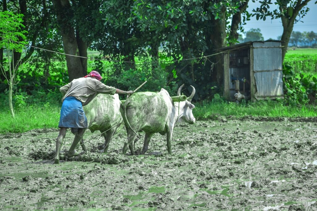 indian, bull, farmer-5347547.jpg