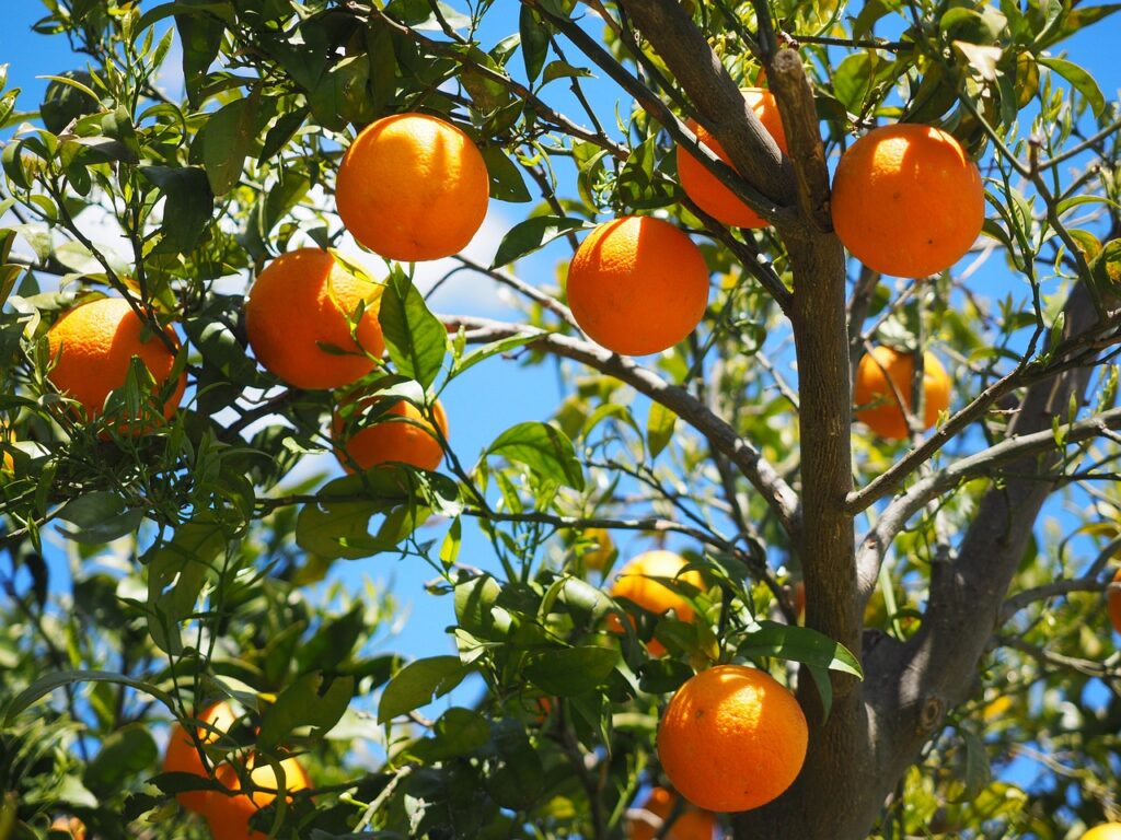 oranges, nature, fruits-1117628.jpg